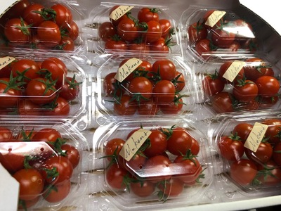【石井農園】高糖度フルーツミニトマト「Makana（マカナ）」やみつきパック150g×9パック