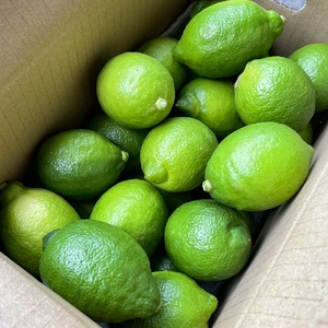 B230-13 グリーンレモン【秀品】（約3ｋｇ）