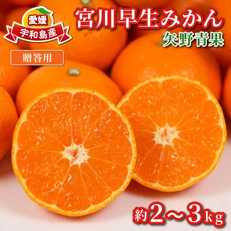 贈答用 みかん 宮川早生 2 ~ 3kg 矢野青果 温州みかん 柑橘 温州 うんしゅう 果物 くだもの フルーツ 濃厚 甘い 甘味 蜜柑 早生 贈答品 贈答 ギフト プレゼント 産地直送 農家直送 数量限定 国産 愛媛 宇和島 B012-171002