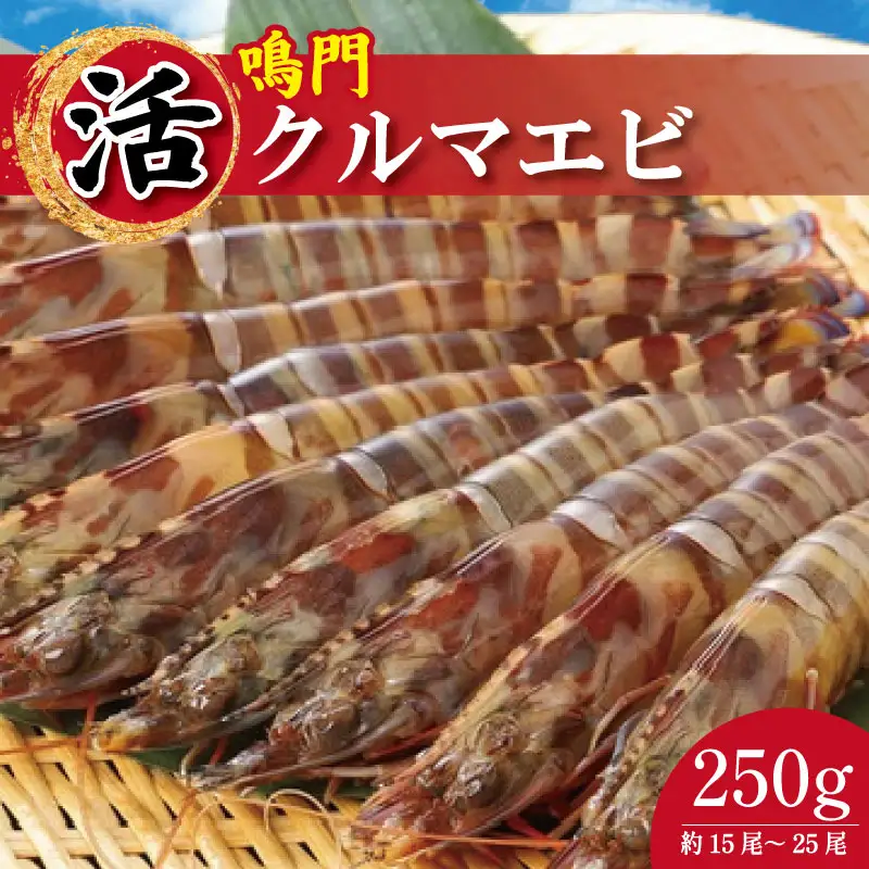 【指定日必須】活き車海老 250g 約15尾～25尾 クルマエビ