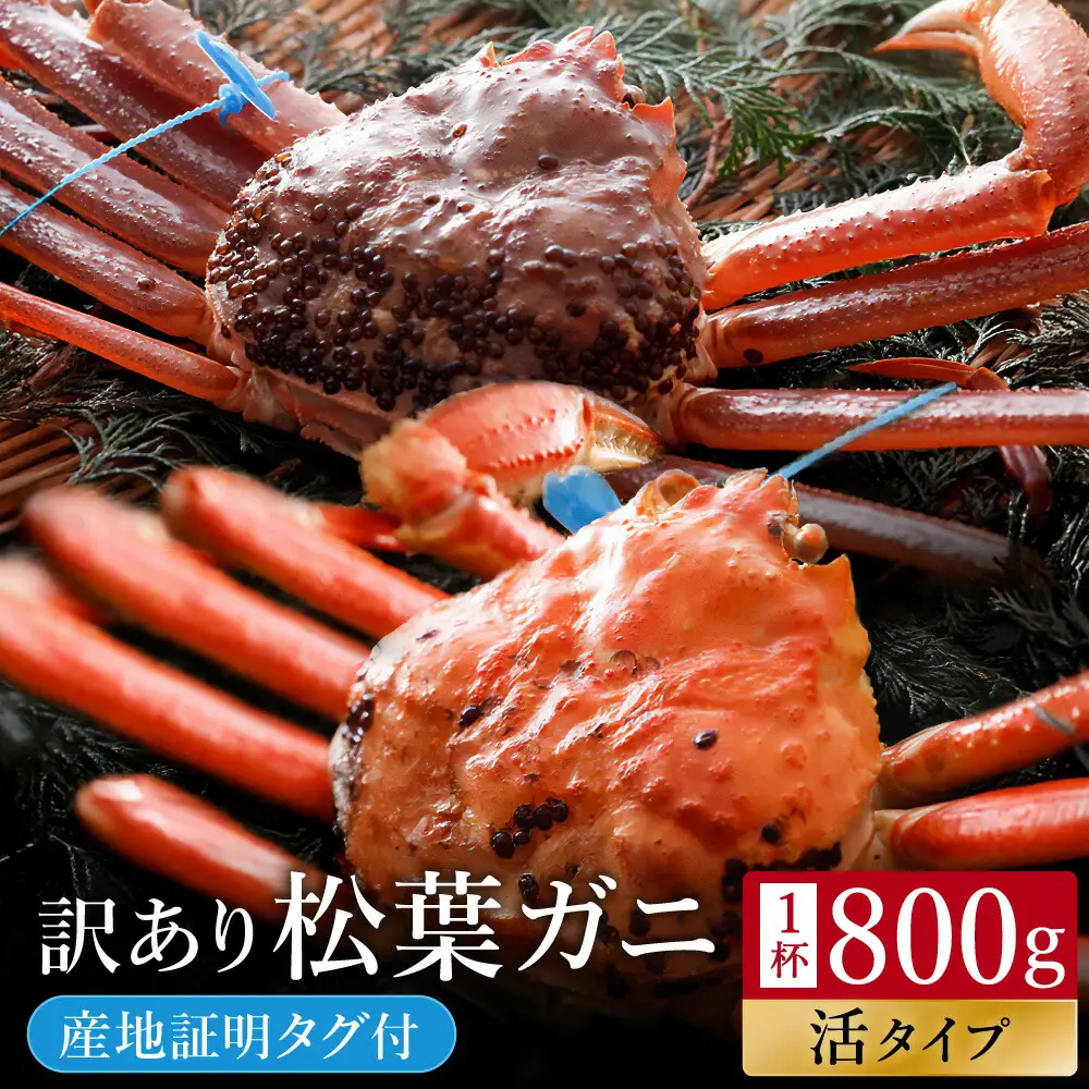 活松葉ガニ 訳あり タグ付き 約800g