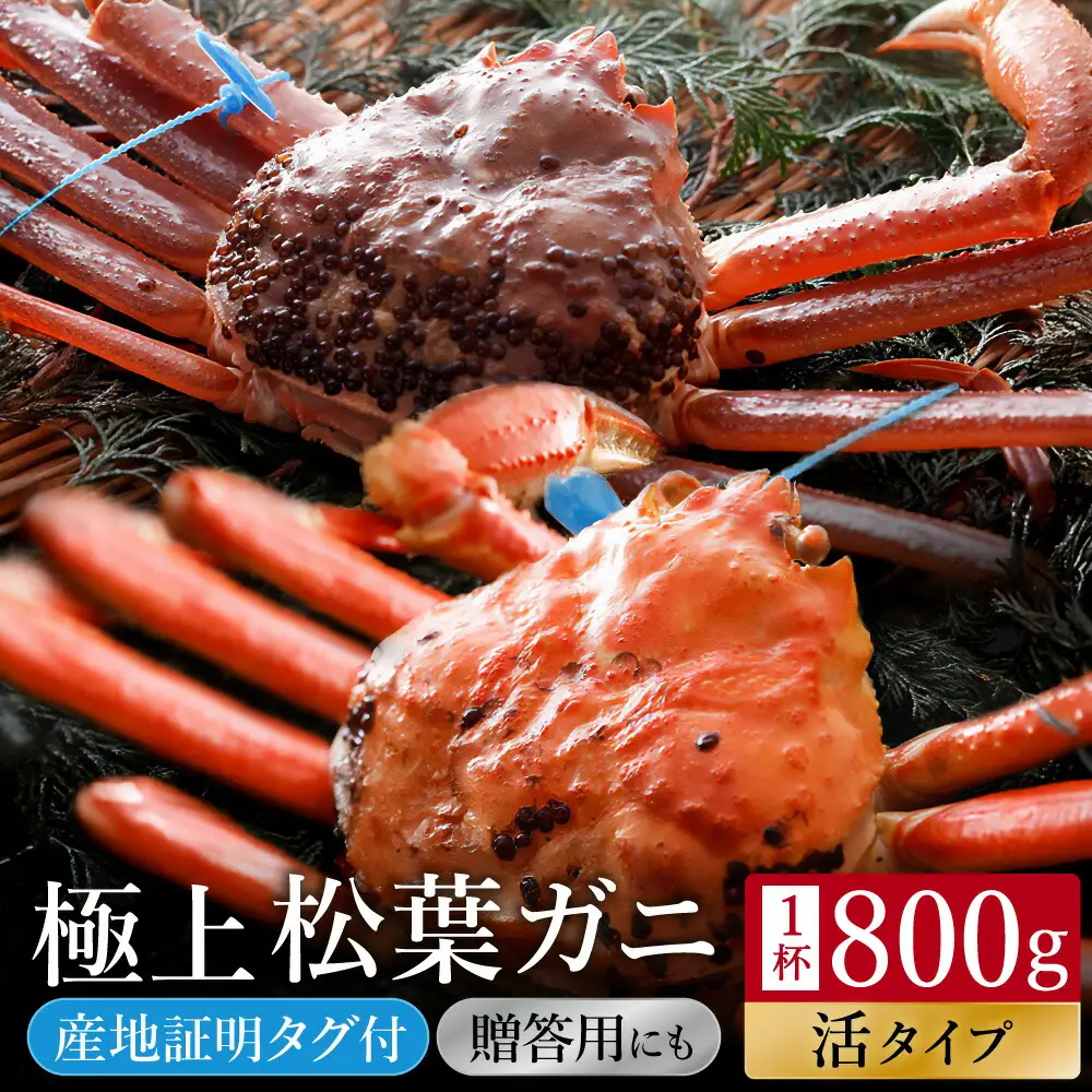 活松葉ガニ タグ付き 約800g【湯楽使用】