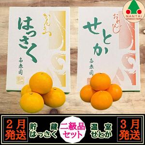 定期便 貯蔵 はっさく ＆ ハウス せとか 全2回 南泰園 二級品 セット みかん