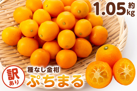 種無し金柑　ぷちまる　訳あり　1.05kg mi0084-0011-1