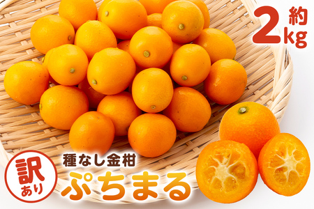 種無し金柑　ぷちまる　訳あり　2kg mi0084-0011-3