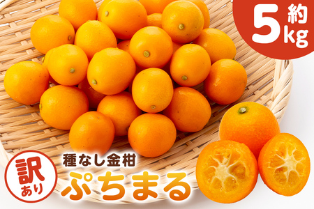 種無し金柑　ぷちまる　訳あり　5kg mi0084-0011-6