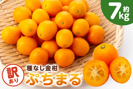 種無し金柑　ぷちまる　訳あり　7kg mi0084-0011-7