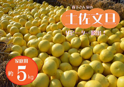 【先行予約 2027年2月～発送】森下さん家の土佐文旦 5kg 家庭用 フルーツ 果物 柑橘 ぶんたん 産地直送 高知県