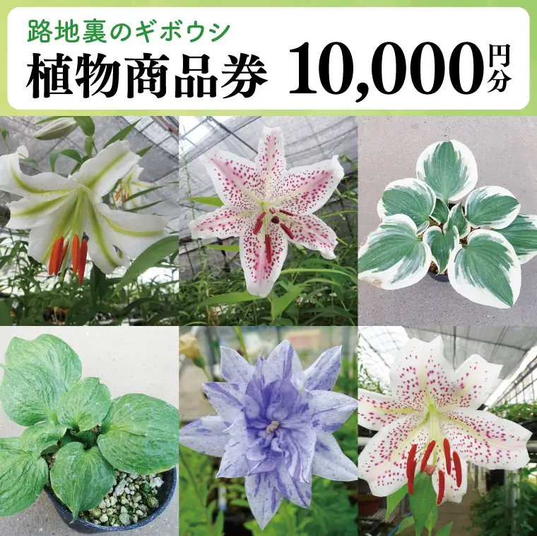 53-02 「路地裏のギボウシ」商品券 10,000円分【植物 希少 品種 多肉植物 利用券 利用チケット 茨城県 阿見町】