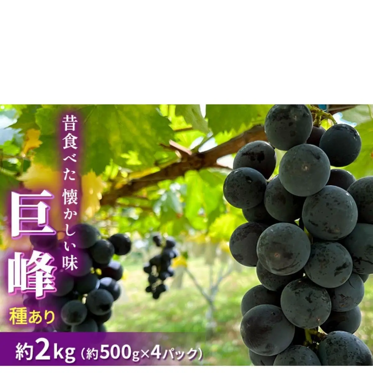 ぶどう 種あり巨峰 2kg ぶどう