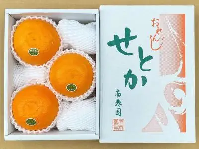 ハーフ 化粧箱 柑橘の大トロ ハウス せとか 厳選 大玉 3玉入 南泰園
