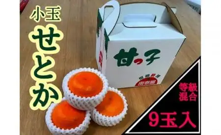 せとか 甘っ子 小玉 ハウス せとか 9玉入 手さげ箱 南泰園
