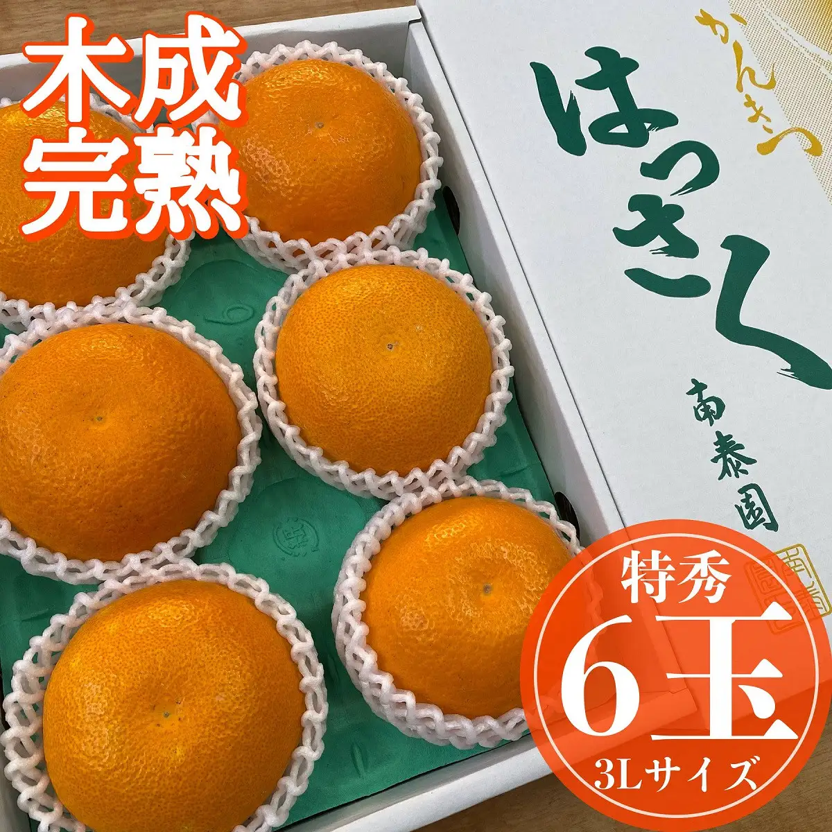 木成完熟 紅はっさく 特秀 大玉 3L × 6玉入 化粧箱 南泰園【2027年4月上旬～発送】