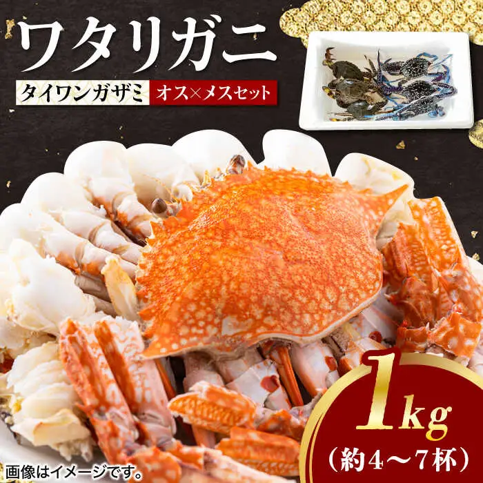 【先行予約】【2026年8月以降順次発送】豊前海産 タイワンガザミ 1kg (4‐7杯前後) オス メス セット ワタリガニ 渡り蟹 [ABCB002] 