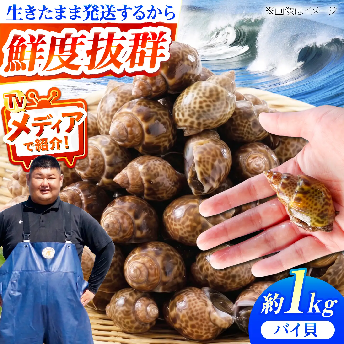 豊前海産 バイ貝 1kg (20-35個前後) バイガイ 貝 カイ [ABCB004] 