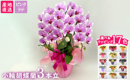 【栃木県宇都宮産】胡蝶蘭（小輪）ピンクラテ　3本立 ※離島への配送不可