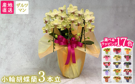 【栃木県宇都宮産】胡蝶蘭（小輪）ザルツマン　3本立 ※離島への配送不可