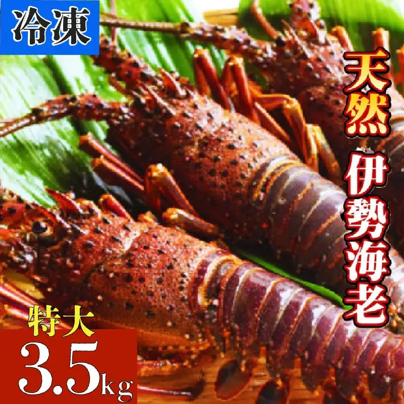 【冷凍】伊勢海老 特大 3.5kg（4～6尾） 天然 伊勢えび 黒潮町 ［1624］