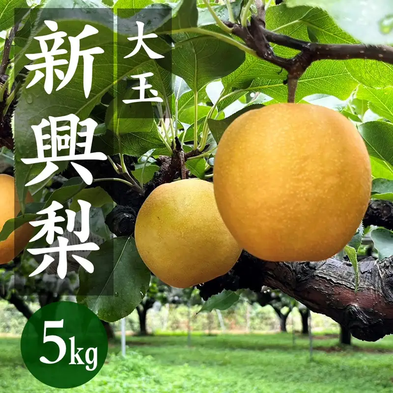 梨・フルーツ／【先行予約／数量限定80】京丹後産 新興梨 大玉 5kg（6～10玉入り）（2026年10月上旬～発送）人気梨品種・果物・フルーツ・旬のフルーツ・旬の果物・梨セット・梨の詰め合わせ