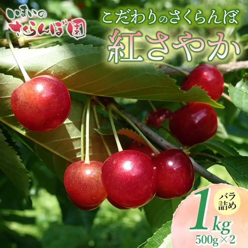 【令和9年産先行予約】こだわりのさくらんぼ「紅さやか」（Lサイズ以上）バラ詰め 1kg（500g×2）いまいのさくらんぼ園　K-958
