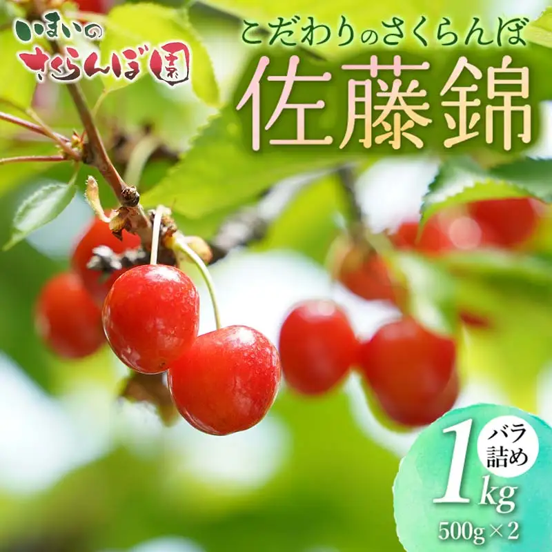 【令和9年産先行予約】こだわりのさくらんぼ「佐藤錦」（Lサイズ以上） バラ詰め 1kg(500g×2)　いまいのさくらんぼ園 K-966