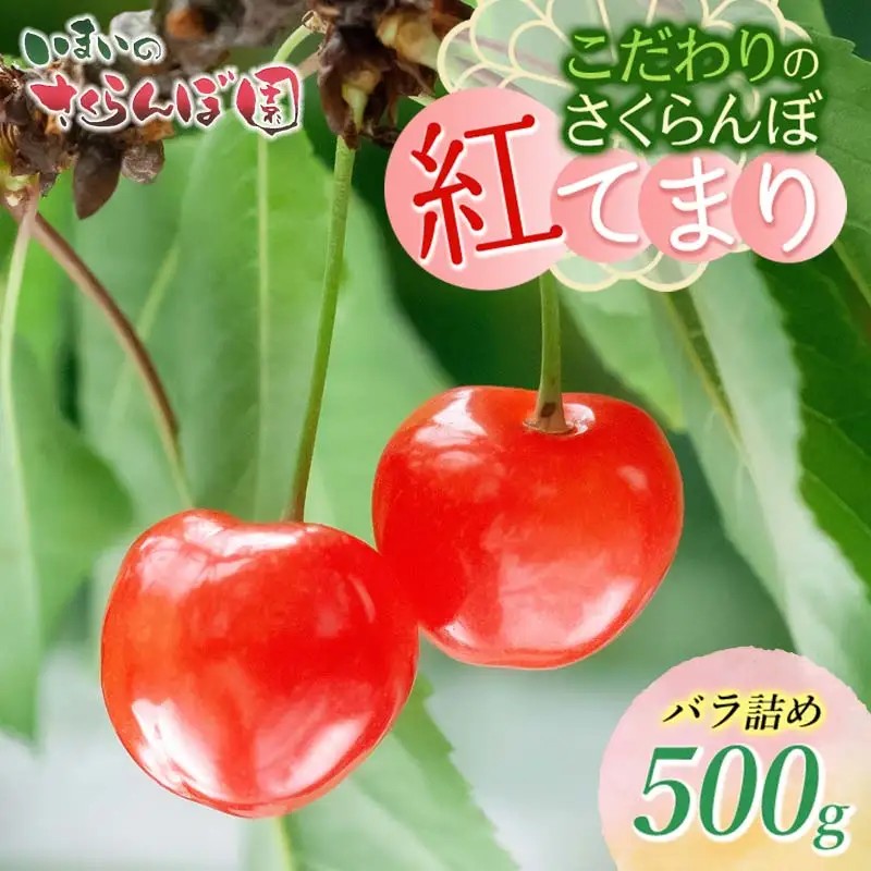 【令和9年産先行予約】こだわりのさくらんぼ「紅てまり」（Lサイズ以上）バラ詰め 500g いまいのさくらんぼ園 K-935