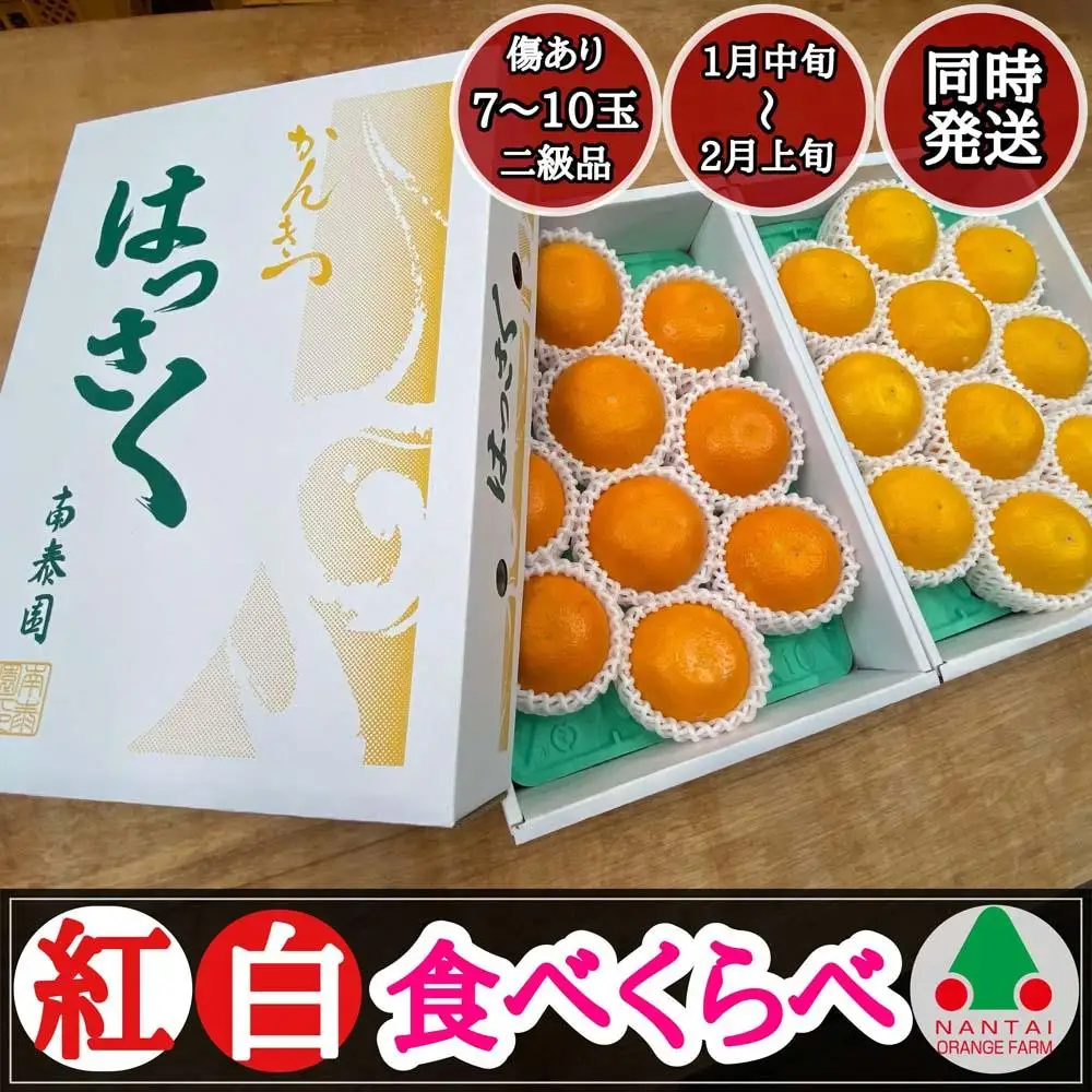 化粧箱 有田 はっさく 紅白 食べくらべ ちょっと傷あり 二級品 みかん