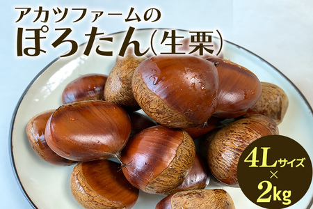 アカツファーム の ぽろたん（ 生栗 ） 超特大 4Lサイズ 2kg GA-017