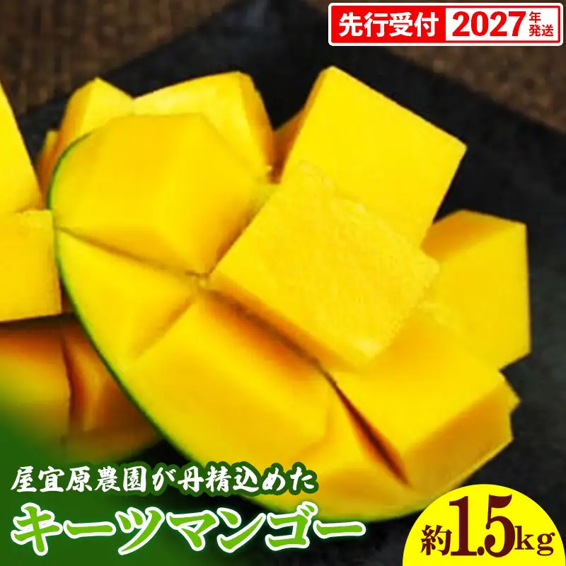 【先行受付】【2027年発送】屋宜原農園が丹精込めた「キーツマンゴー」約1.5kg - 先行予約 沖縄 産地直送 南国フルーツ 旬の味覚 沖縄県産 国産マンゴー 希少種 季節の果物 沖縄県 八重瀬町