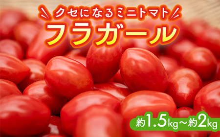 ミニトマト『フラガール』1.5kg～2kg◇