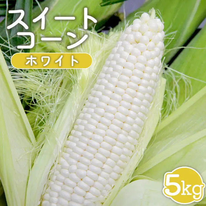 【先行受付】 スイートコーン（ホワイト）5kg【令和8年8月1日頃～15日頃発送】【1201902】