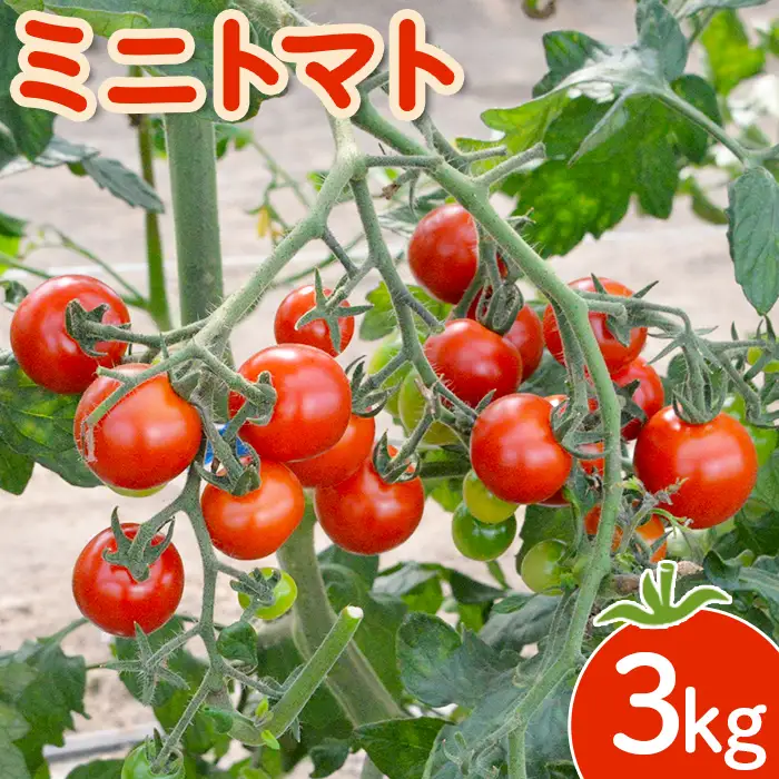 【先行受付】 ミニトマト 3kg【令和8年7月下旬～9月発送】【1200602】