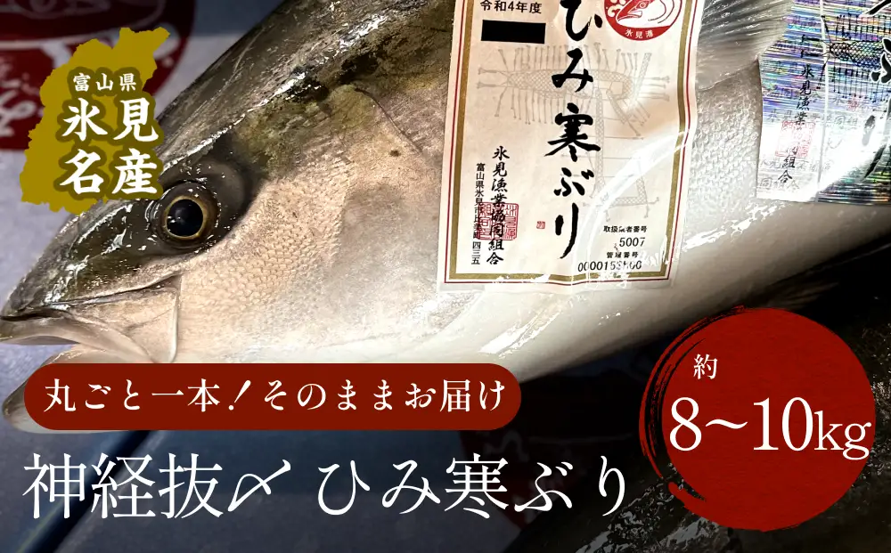 【先行予約】ひみ寒ぶり朝どれ1本【8～10kg】（神経抜〆）【半七】※配送地域限定　