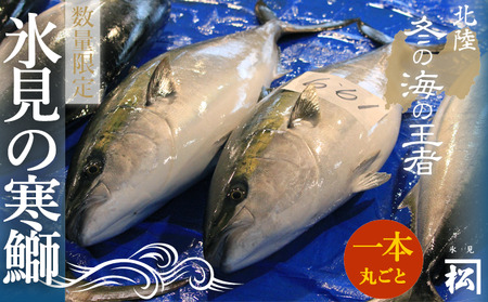 【先行予約】天然寒鰤 『ひみ寒ぶり』一本丸ごと便※配送エリア限定※