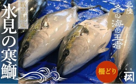 【先行予約】天然寒鰤 『ひみ寒ぶり』一本丸ごと便（柵どり処理）※配送エリア限定※