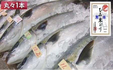 【先行予約】ひみ寒ぶり 丸々1本プラン ※配送エリア限定　