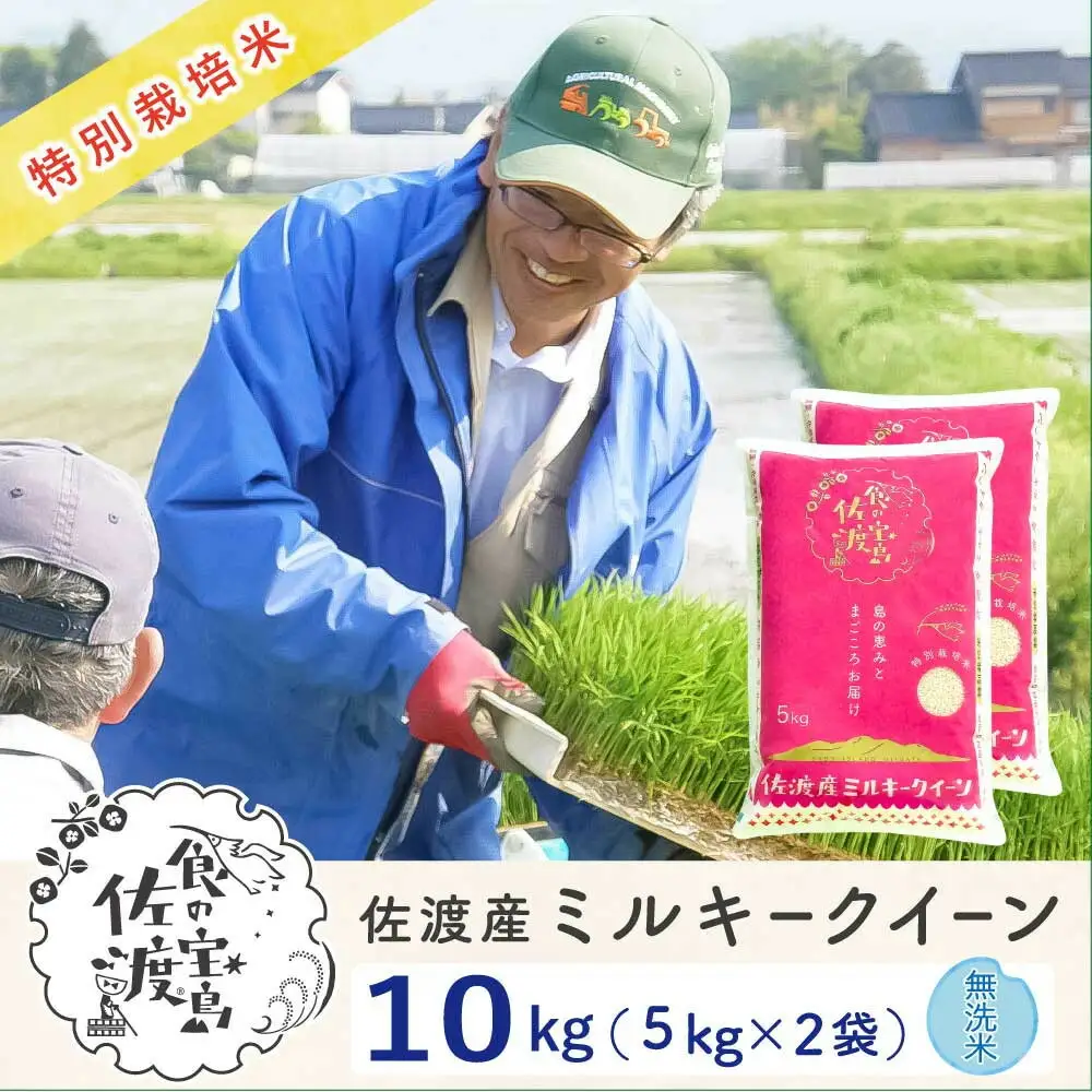 佐渡島産ミルキークイーン 無洗米10kg(5kg×2袋) 令和7年産 特別栽培米