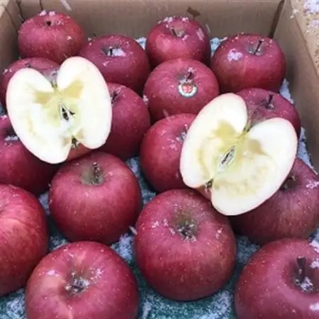 りんごと言えば、本場青森県産サンふじ　贈答用　約5kg　13個前後入り　農家直送　蜜入り期待大!_果物・フルーツ りんご  リンゴ 林檎_【1383075】