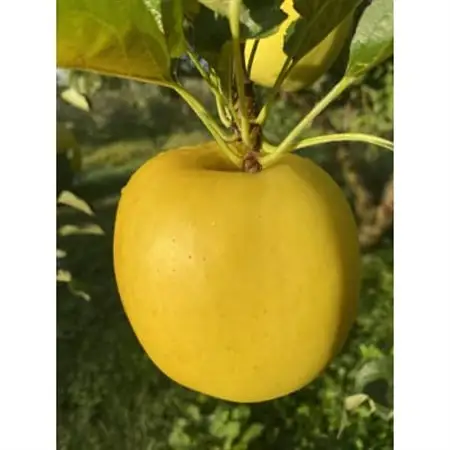 もりのかがやき(家庭用)約3kg(8個～10個)_果物・フルーツ りんご  リンゴ 林檎_【1446542】