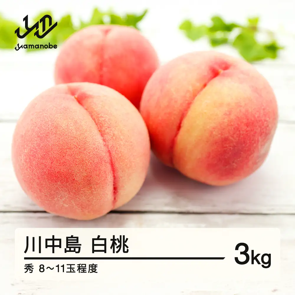 贈答用 2026年 山形県産 川中島白桃 秀 3kg（8～11玉） 2026年8月下旬から順次発送 柔らかくなる桃 もも 夏果実 果物 フルーツ F21A-419