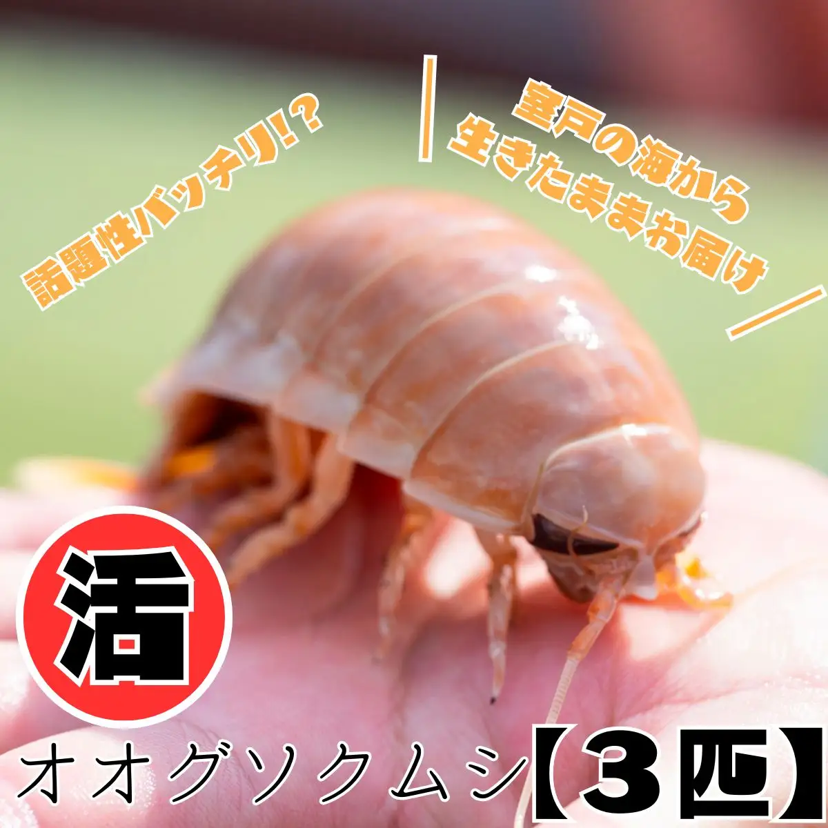 【テレビで取り上げられました！】「深海王国」室戸からお届けする「活オオグソクムシ」【３匹】話題性あり 甲殻類 エビ・カニの仲間 高知県 珍しい 自然 太平洋 ジオパーク 海産物 魚介類 グソクムシ FN-Limited-PR
