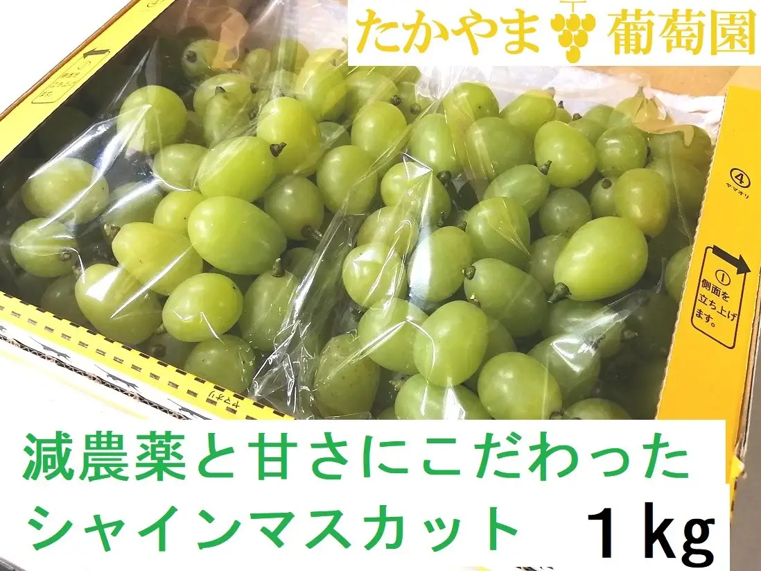糖度18度以上 粒詰めシャインマスカット 1kg（粒 500g × 2） ※規格外品も含みます