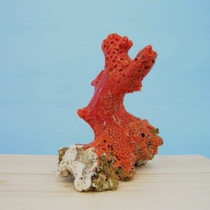 珊瑚職人館 珊瑚 原木・拝見・置物18 珊瑚