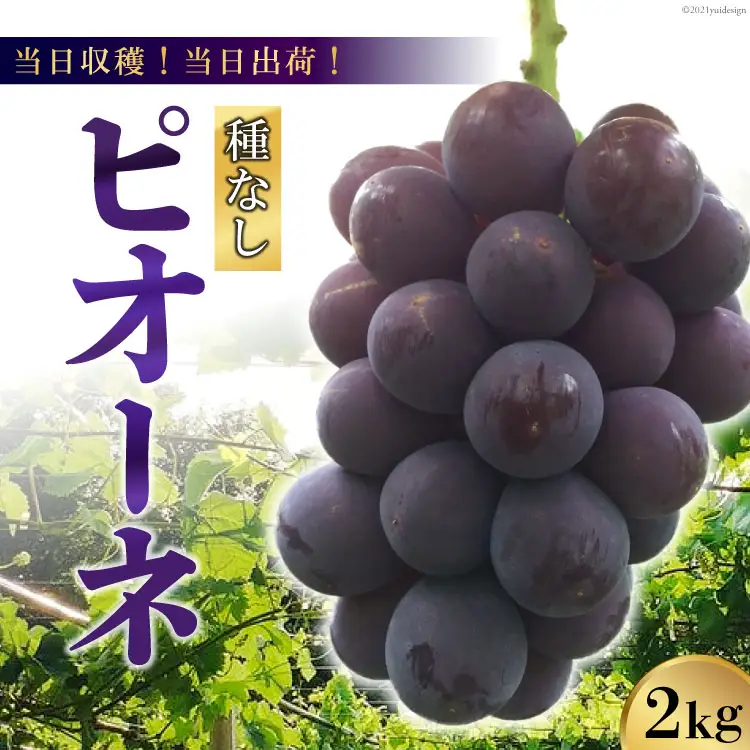 【2026年発送】【当日収穫！当日出荷！】ピオーネ（種なし）約2kg
