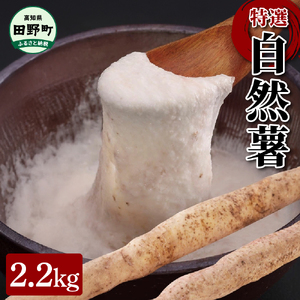 『令和6年産 自然薯』　約2.2kg
