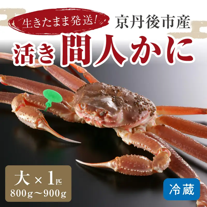 かに卸し問屋がお届け・浜競り厳選！幻の活間人ガニ 800ｇ～900ｇ 大サイズ（1月～3月発送）／北畿水産 かに