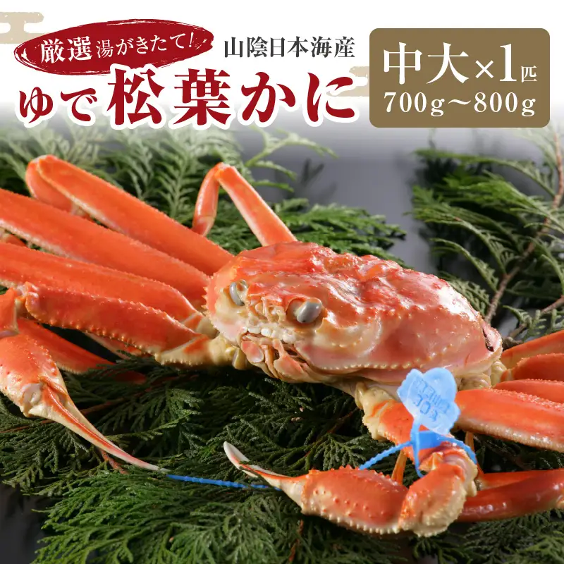かに卸問屋がお届け・自社釜ゆで！山陰沖ゆで松葉がに 800ｇ～900ｇ 大サイズ（1月～3月発送）／北畿水産 かに