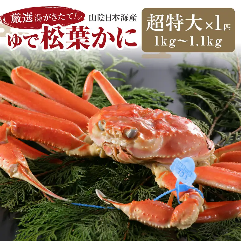 かに卸問屋がお届け・自社釜ゆで！山陰沖ゆで松葉がに 1ｋｇ～1.1ｋｇ 超特大サイズ（1月～3月発送）／北畿水産 かに