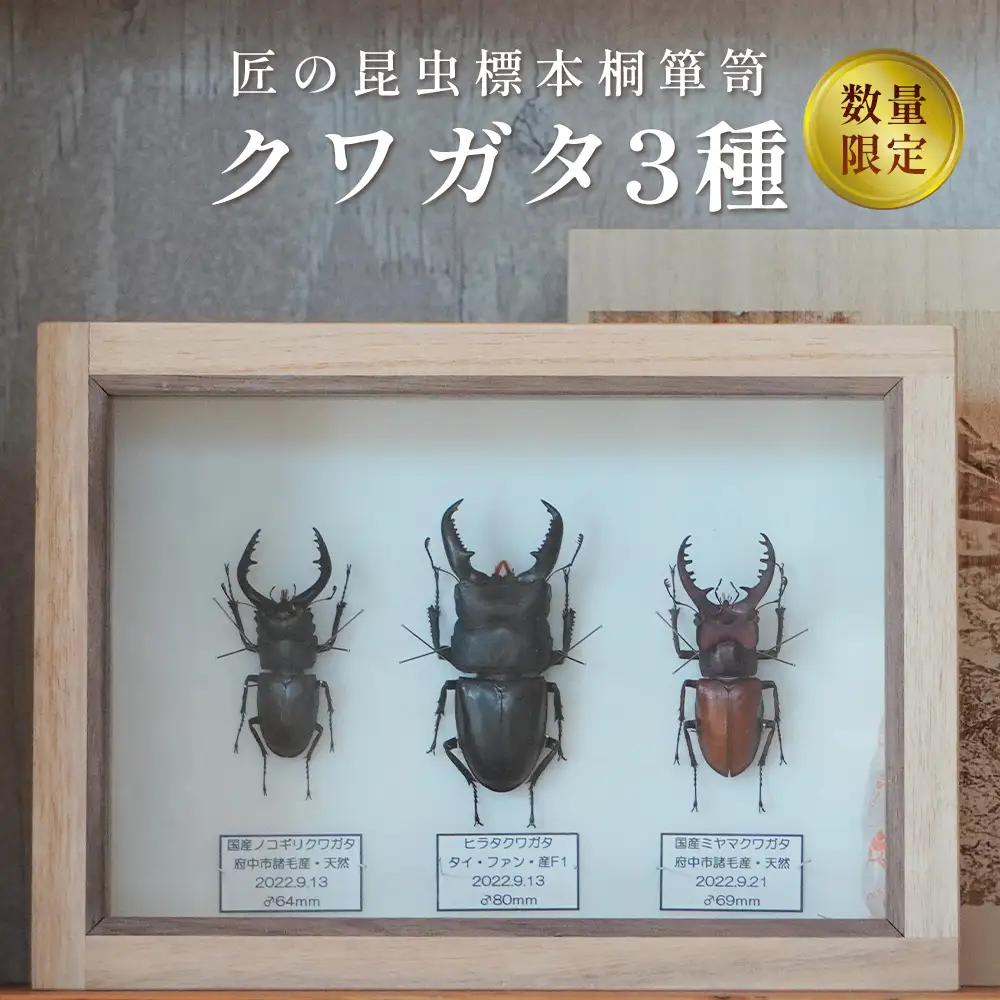 【数量限定】匠の昆虫標本桐箪笥「クワガタ3種」 No.576