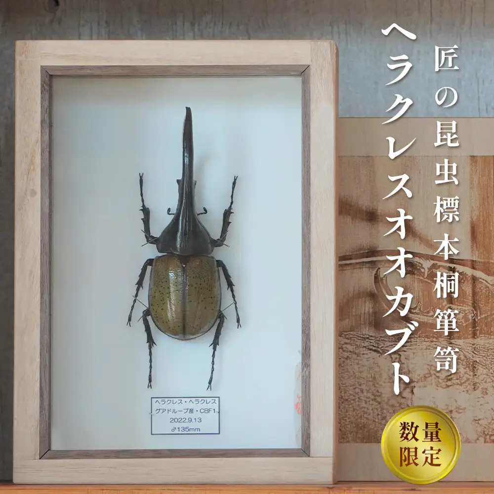 【数量限定】匠の昆虫標本桐箪笥「ヘラクレスオオカブト」 No.577